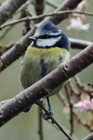 The Blue Bird