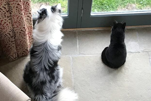 Laurel and Blue