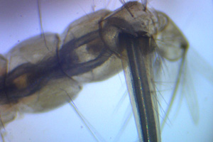 Mosquito larva siphon