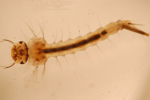 Mosquito larva photo