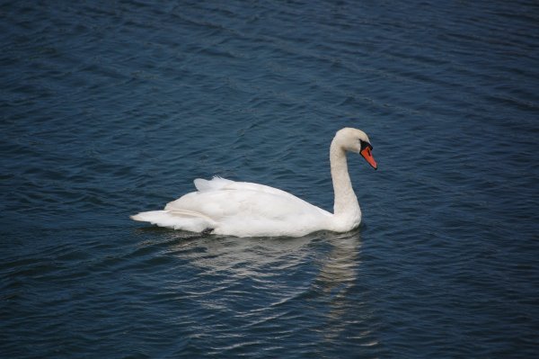 A swan in Hayle