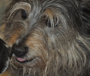 Poppy