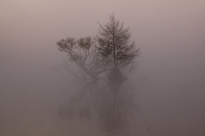 Richmond Park at dawn