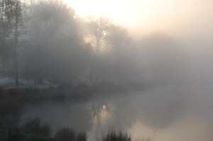 Richmond Park at dawn