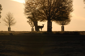 Richmond Park at dawn