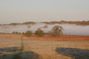 Richmond Park at dawn
