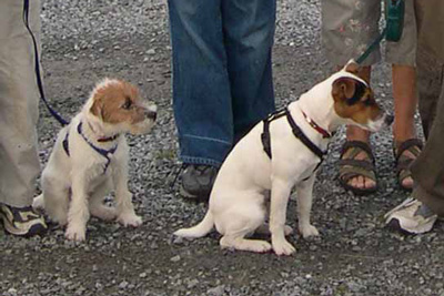Tilly and Tufter